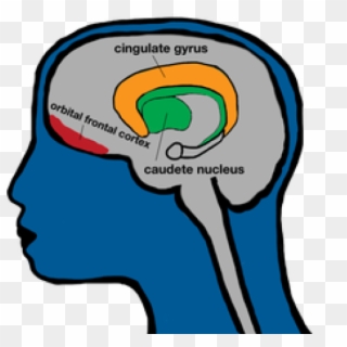 Brain Clipart Prefrontal Cortex - Png Download
