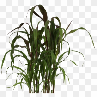 Pennisetum - Grass Clipart