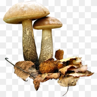 Фотки Edible Wild Mushrooms, Growing Mushrooms, Stuffed - Грибы На Прозрачном Фоне Clipart