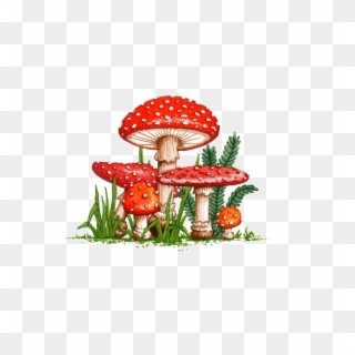 Amanita Muscaria Png Picture - Amanita Muscaria Png Clipart