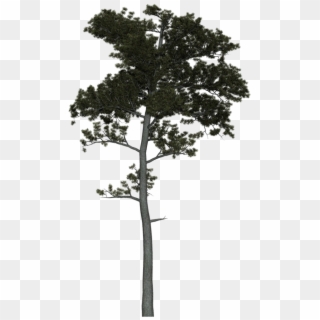 Pine Tree Tweak 1 - Pond Pine Clipart