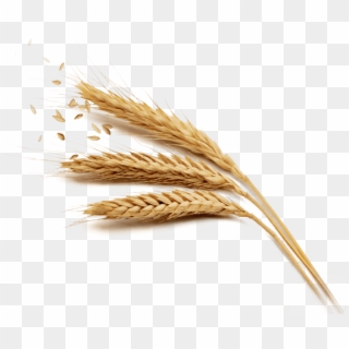 Grain Png Free Download - Clear Background Wheat Png Clipart