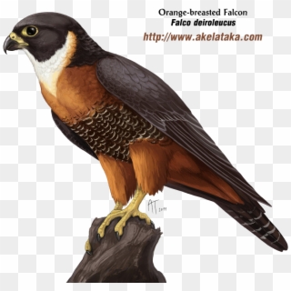 Falcon Png Photos - Falcon Png Clipart