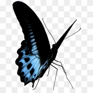 Blue Butterfly Png - Lycaenid Clipart
