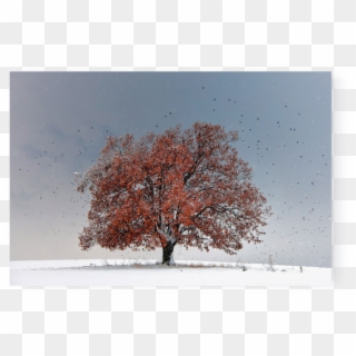 Photo Tree Of Life - Yellowkorner Arbre Clipart