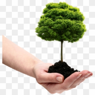 Save Tree Png File - Tree In Hand Png Clipart