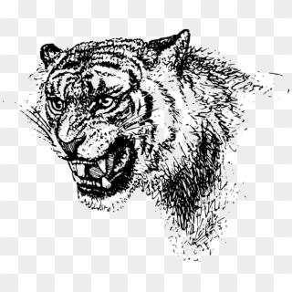 Lion Tiger Felidae Cat Roar - Tiger Clipart