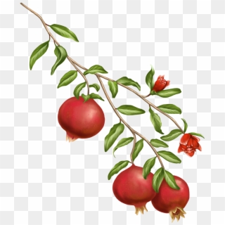 A Symbol Of The Gods In Greek Mythology, The Pomegranate - Pomegranate Plant Png Clipart