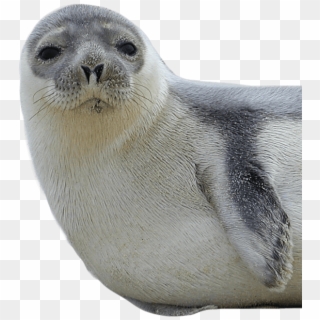 Harbor Seal Png Hd - Seal Png Clipart