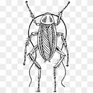 Cockroach Black And White - Cockroach Clipart Black And White - Png Download