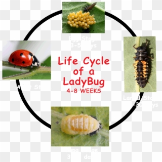 Ladybug Clipart Cycle - Ladybug Cycle - Png Download