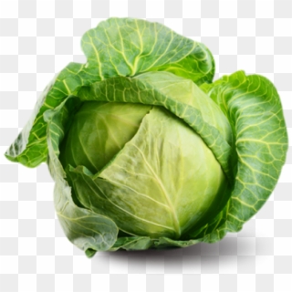 Cabbage Png Free Image Download - Fresh Vegetables Png Clipart