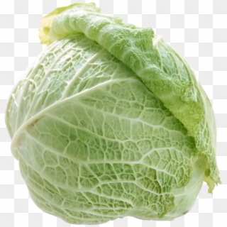 Cabbage Png Free Image Download - 菜 Clipart