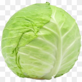 Cabbage - Steve Bruce Cabbage Clipart