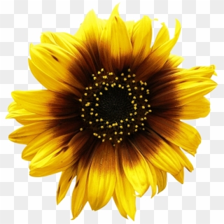Sunflowers Png Picture - Sunflower Png Clipart