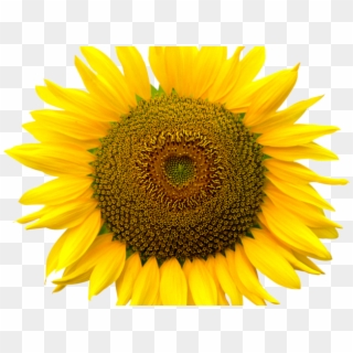 Sunflowers Png Transparent Images - Poem On Sunflower In English Clipart