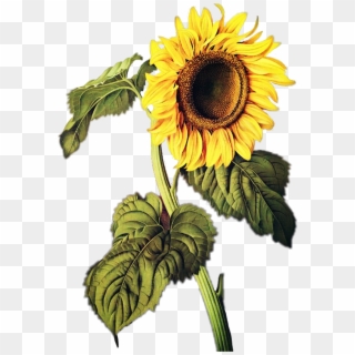 Sunflowers Sticker - Tranh Vẽ Hoa Mặt Trời Clipart