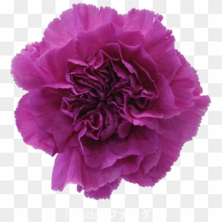 Colibri Flowers Carnation Farida, Grower Of Carnations, - Carnation Flower Lavender Clipart