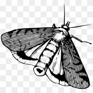 Animal, Insect, Moth - Black And White Drawing Of A Moth Clipart
