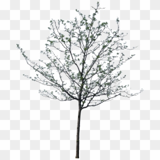 1600 X 1600 13 - Jarrah Tree Drawing Clipart