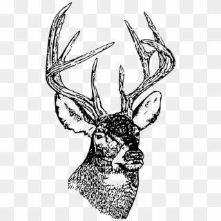 Nation Drawing Deer Head 2 Skull Earth Clipart - Deer Head Illustration Black And White - Png Download