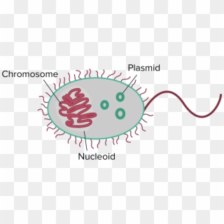 2550 X 1175 4 - Cromosomas De La Celula Procariota Clipart