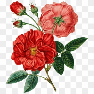 Flower Red Botanical Flowers Transprent - Botanical Illustration Png Clipart