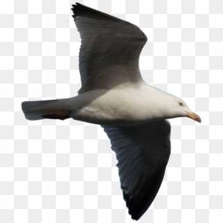 Image - Gulls Clipart