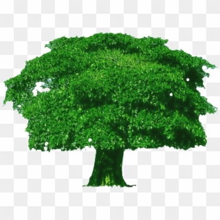 760 X 548 1 - Thick Tree Clipart