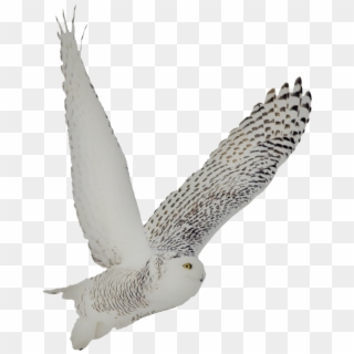 800 X 837 4 - Snowy Owl Transparent Owl Clipart