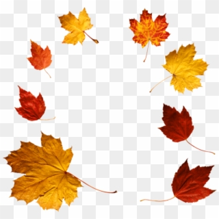 Free Png Download Autumn Leaves Clipart Png Photo Png - Autumn Leaves Real Png Transparent Png