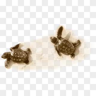 Little Turtle On Sand - Kemp's Ridley Sea Turtle Clipart