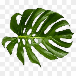 Tropical Png - Green Tropical Leaf Png Clipart