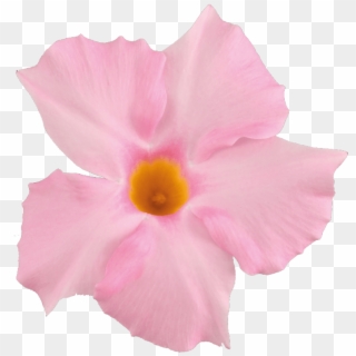 871 X 1111 1 - Light Pink Flower Png Clipart