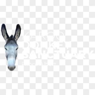 The Karoo Donkey Sanctuary Is A Registered Animal Welfare - Donkey Head Png Clipart