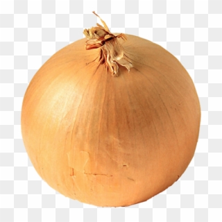 Onion Png Free Download - White Onion Clipart
