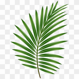 Palm Leaf Transparent Png Image - Western Yew Clipart