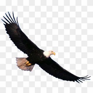 Bald Eagle Flying - Eagle Png Clipart