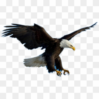 Bald Eagle Clipart Picsart - Eagle Flying - Png Download