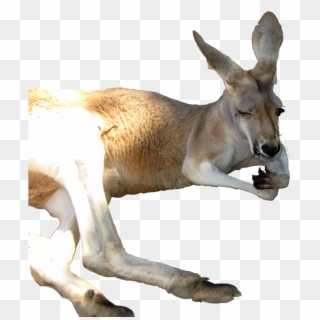 Kangaroo Png - Kangaroos Transparent Background Clipart