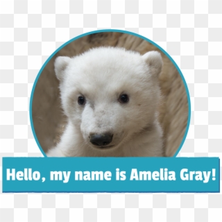 My Name Is Amelia Gray Image - Amelia Gray Polar Bear Clipart