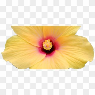 1280 X 589 2 - Hawaiian Hibiscus Clipart