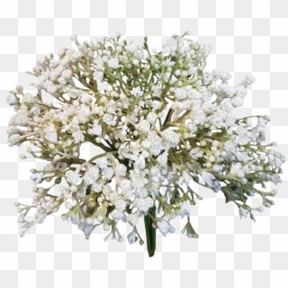 Baby Breath Flower Png Clipart