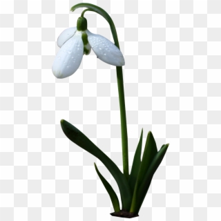 Bell White,flower,white Flower,spring,wild Flower,bells,png - Flori De Primavara Png Clipart