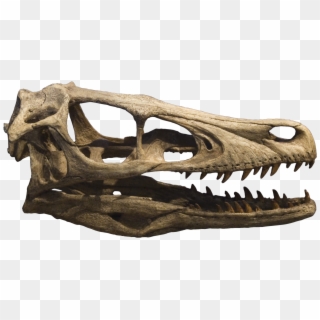 Velociraptor Skull Clipart