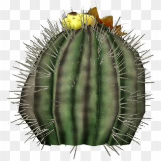 Image Barrel Cactus Plant Png Fallout Wiki - San Pedro Cactus Clipart