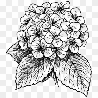 Vector Flower Images Art Pinterest Drawings - Hydrangea Flower Drawing Clipart