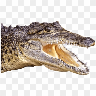 Crocodile Head Left - Crocodile Head Png Big Clipart