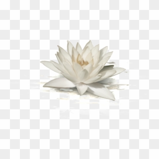1024 X 522 1 - Sacred Lotus Clipart