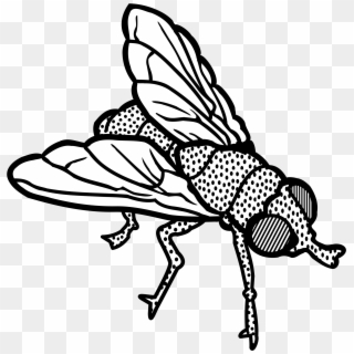 Fly Clipart Transparent - Fly Clip Art Black And White - Png Download